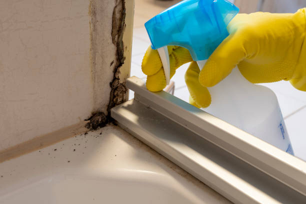 Best Mold Remediation for Specific Building Types in Caribou, ME
